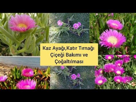 Boyacı Katır Tırnağı Belirtileri